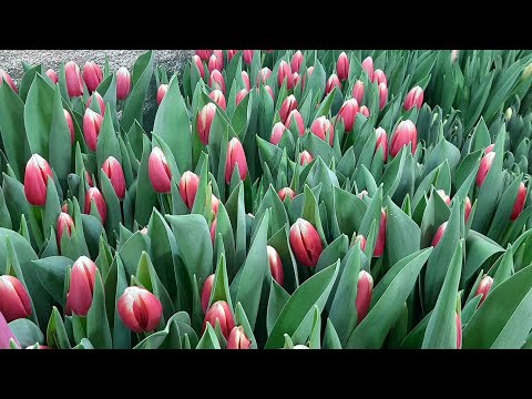 Видео: Посадка цибулин тюльпана на вигонку!