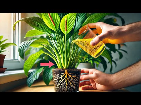 Видео: КӨКТЕМДЕ ОСЫ ҮШ ТЫҢАЙТҚЫШ ТАМЫРЫНА ҚАЖЕТ