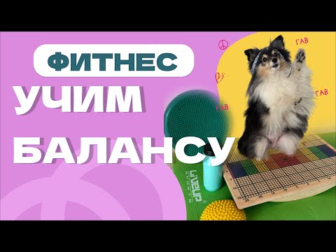 Видео: ФИТНЕС ДЛЯ СОБАК: ЗНАКОМИМ С БАЛАНСОМ
