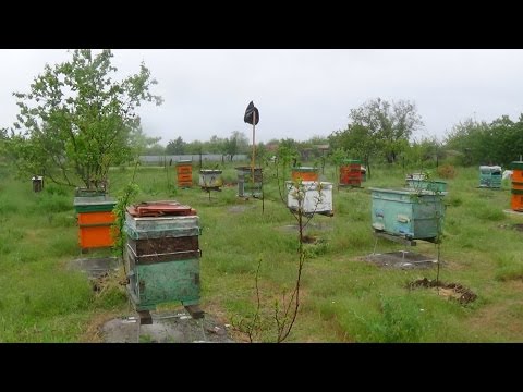 Видео: Щурка на пасеке - меры предосторожности