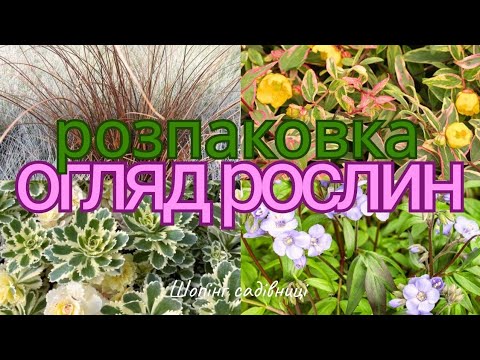 Видео: Розпаковка посилки від Ilona's Garden (Зелена флора)🪷 враження та огляд рослин☺️