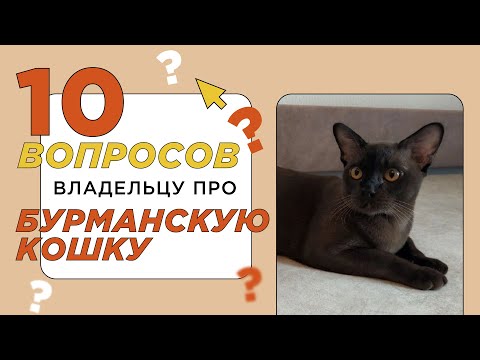 Видео: 10 вопросов владельцу про породу бурманская кошка (кошка бурма): характер и отношение к людям