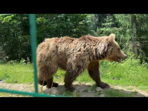Видео: Розповідь про Синевир - Перлина Карпат! Мандрівкою по Карпатам.
