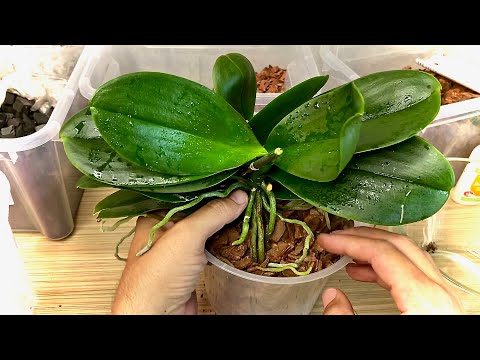 Видео: ДОПЕРЕСАДКА ОРХИДЕИ и первый полив орхидеи замачиванием в СОСНОВОЙ КОРЕ мелкой и средней фракции