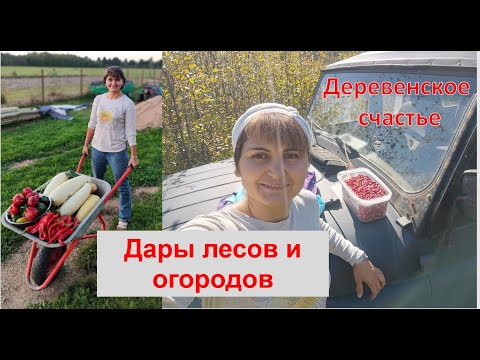 Видео: Собираем дары природы