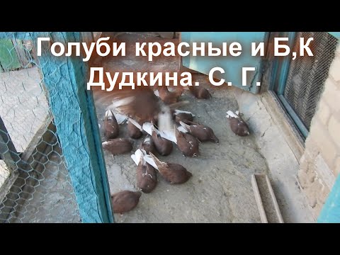 Видео: Голуби красные и Б.К.    Дудкина.С. Г,