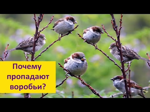 Видео: ВОРОБЬИ: почему они исчезают? Наталья Носова