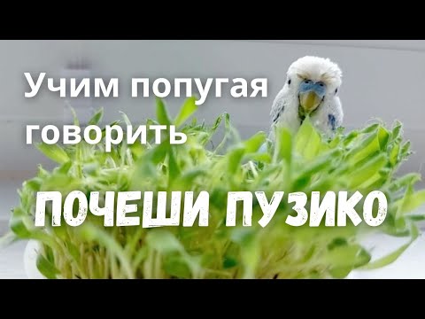 Видео: Учим попугая говорить "Почеши пузико"