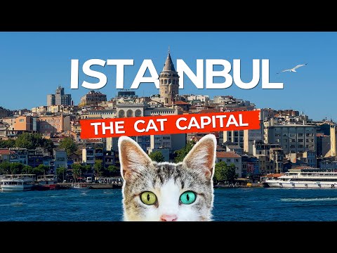 Видео: Вы никогда раньше не видели столько котов! | Стамбул – Город Кошек | Фильм о Стамбульских Кошках 4K