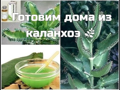 Видео: Капли в нос 💦 от насморка 👍.Как приготовить из листьев Каланхоэ Дегремона .