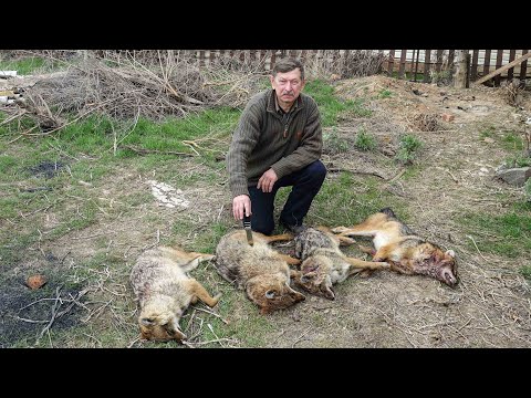 Видео: Охота на шакала в Ростовской области