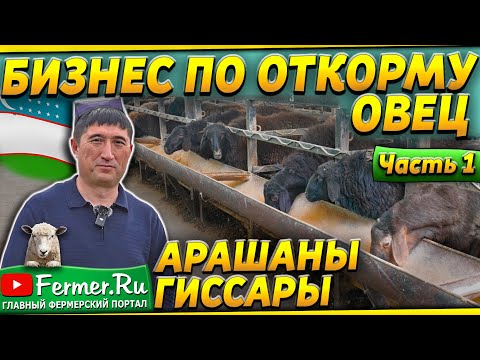 Видео: 150 тонн баранины в год! Овцы на откорме. Устройство откормочника для овец. Рацион и содержание овец