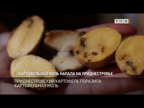 Видео: Картофельная моль напала на Приднестровье