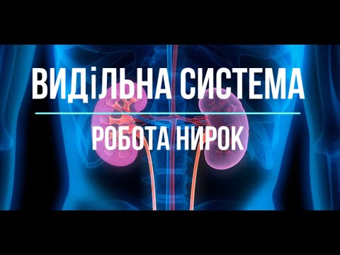 Видео: Видільна система / Будова та функціонування.