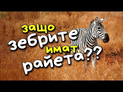 Видео: Защо ЗЕБРИТЕ имат РАЙЕТА?