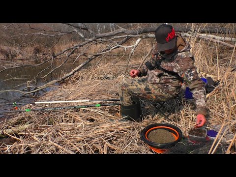 Видео: Відкрився на ПОПЛАВОК і відразу КРУПНЯК.  Рибалка на карася на поплавок.