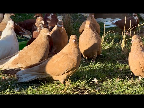 Видео: НАШИ ГОЛУБИ 