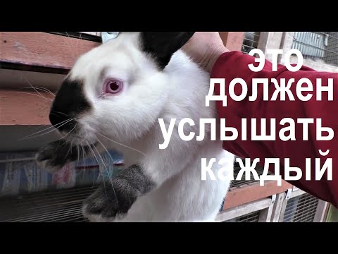 Видео: ЗАЧЕМ МНЕ И КРОЛИКАМ ЭТО НУЖНО Кролики содержание и разведение