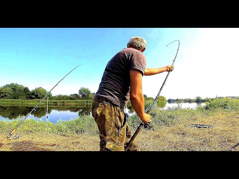 Видео: РЫБАЛКА НА САЗАНА С НОЧЕВКОЙ. ВОТ ЭТО КЛЕВ!