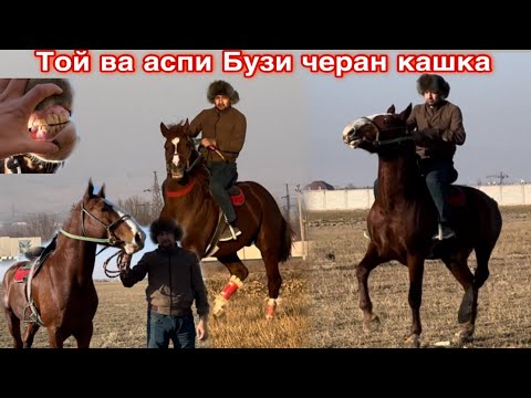 Видео: Черан кашка той ва асп кара байир