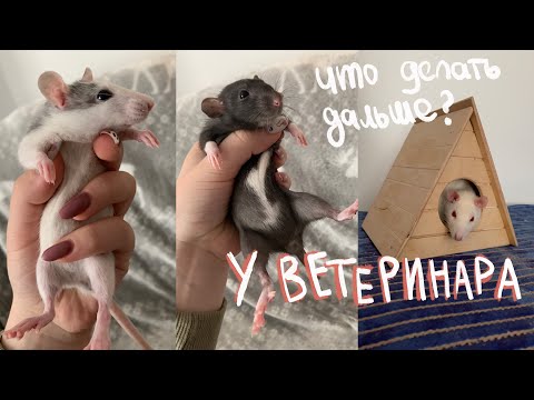 Видео: Везем Крысят К Ветеринару | Заболели...