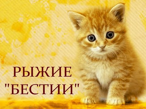 Видео: Автор ролика Виталий Тищенко (Ростов-н\Д). Рыжие  бестии