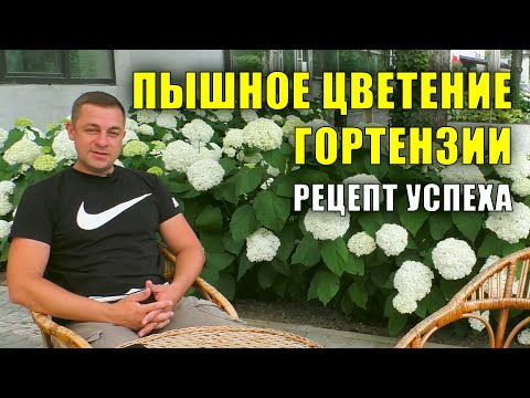 Видео: Как вырастить гортензии с огромными соцветиями. Гортензия древовидная Стронг Анабель