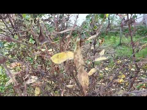 Видео: Купили старую дачу. Обзор участка. Сентябрь 2025.