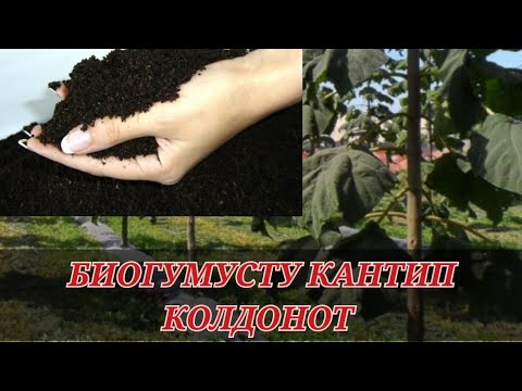 Видео: БИОГУМУСТУ КАНТИП КОЛДОНОТ. ПАВЛОВНЯ ДАРАГЫНА БИОГУМС САЛУУ ЫКМАСЫ.