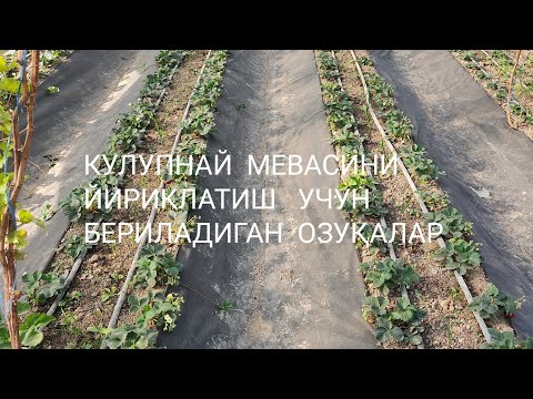 Видео: Қулупнай етиштириш сирлари.       +998973439321