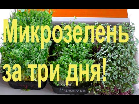 Видео: Микрозелень: лучший способ выращивания