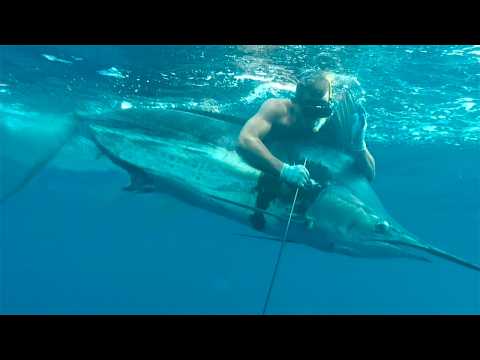 Видео: Самая быстрая рыба в океане поймана на крючок - МАРЛИН!