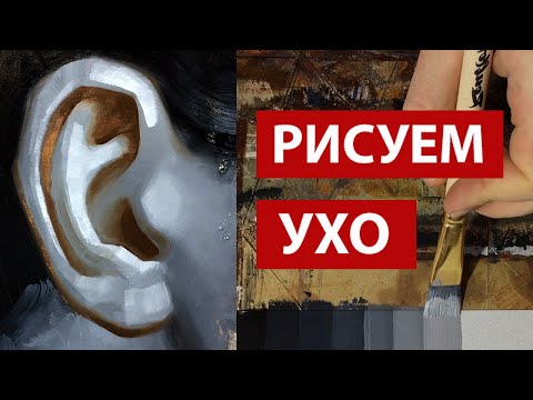 Видео: Как рисовать ухо