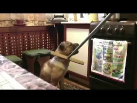 Видео: Шарпей агрессор