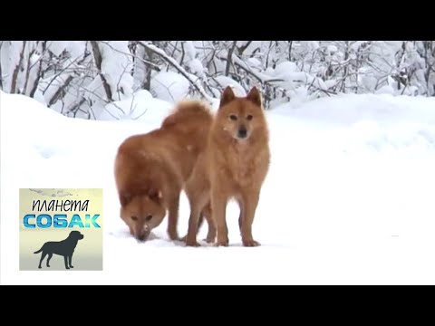 Видео: Карельская лайка. Планета собак 🌏 Моя Планета