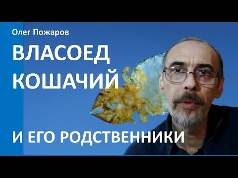 Видео: Власоед кошачий и его родственники