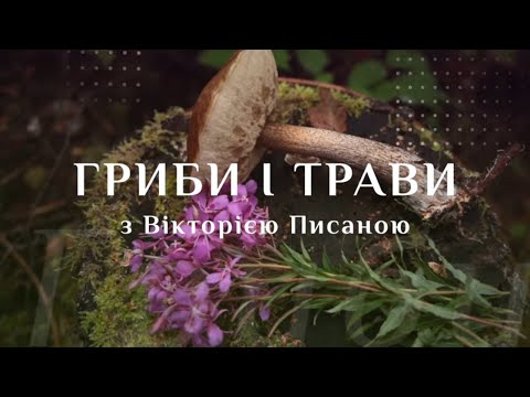 Видео: Осінній дрімтрейл: букові горішки та чорна лисичка у букових лісах Львівщини