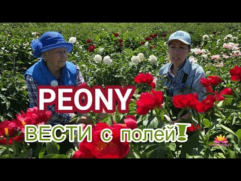 Видео: Беседа среди пионов. Часть 2 / Сад Ворошиловой