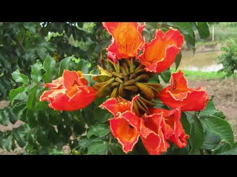 Видео: Парагвай // Домик для гостей(архив 2019г #6)