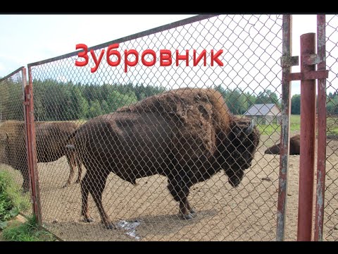 Видео: Зубровник Токсово