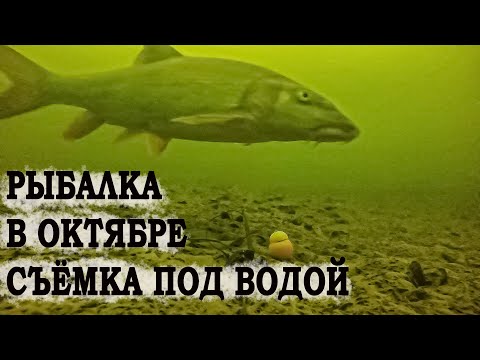 Видео: Монтаж для подводой съёмки //Рыбалка в октябре съёмка под водой