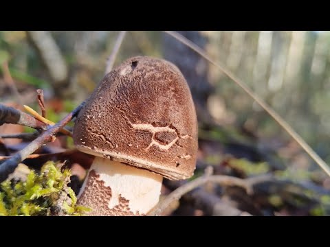 Видео: Грибы маслята и зонтики вылазят...