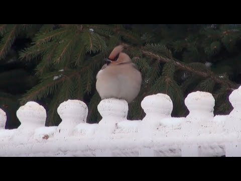 Видео: Пернатые гости моего двора. Презентация для детей. Окружающий мир.
