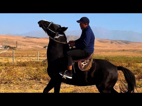 Видео: Чекир Сатылды 24 октября 2025 г.