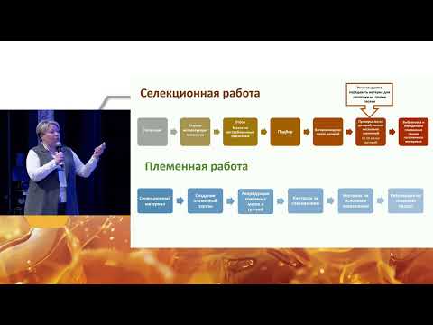 Видео: Как организовать селекционную и племенную работу на пасеке? (Анна Брандорф, Апиглобал 2025)