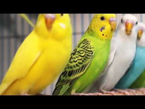 Видео: Какого попугая купить // самец или самка // в каком возрасте?