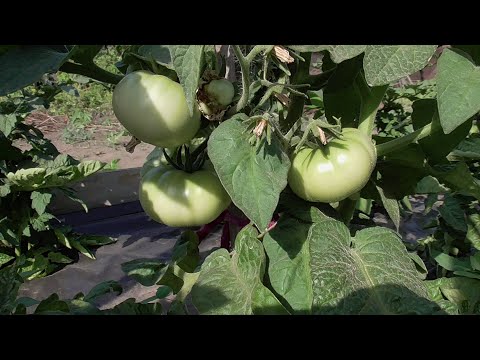 Видео: Как получить ранний урожай Томатных Гномов в открытом грунте без теплицы? Посмотрите, как сделала я!