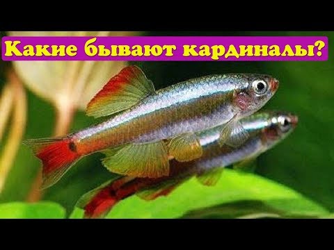 Видео: Какие бывают кардиналы?