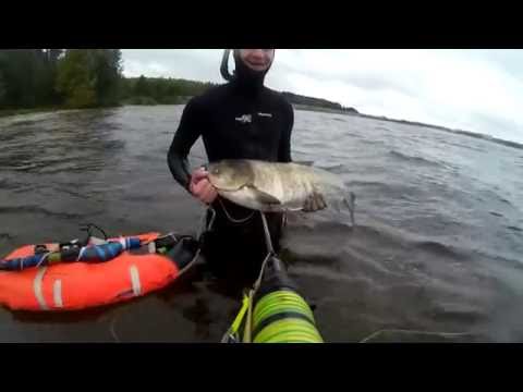 Видео: Подводная охота в десногорске 09.2016 ночь + день