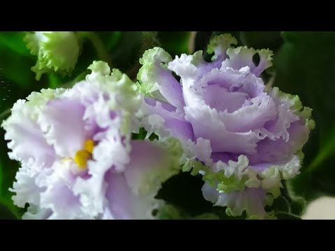 Видео: 70 ФОТО ФИАЛОК (СЕНПОЛИЙ) С НАЗВАНИЯМИ СОРТОВ.